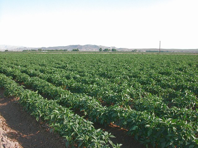 <b>Chili Felder in Hatch (Chili Capitol of the world)